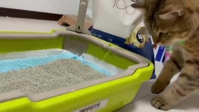 Master Pooper inspecting a new brand of kitty litter