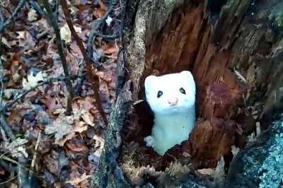 🔥 White Stoat hiding in a tree