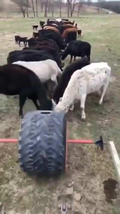 Meals in wheels for cattle