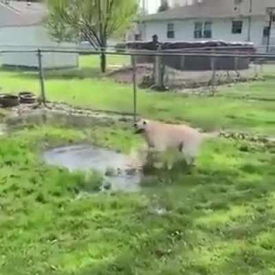 dog found a puddle of water and is overly excited 😭