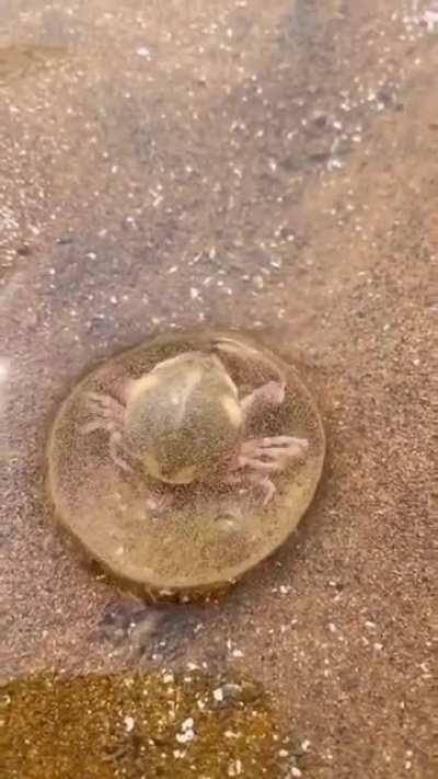 Crab in a bubble.