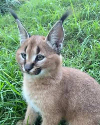 This caracal flicking its ears.