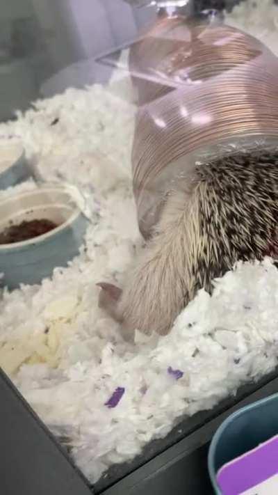 Did you know hedgehogs kick their feet when they sleep?