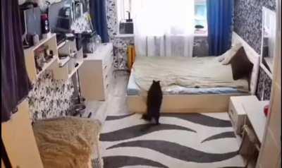 to make the bed after her kitten messed it up