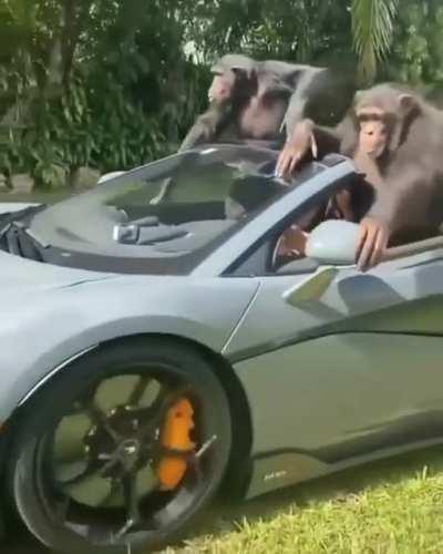 🐒