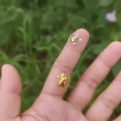 The Golden Tortoise Beetle, native to Southeast Asia