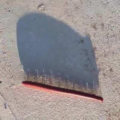 The Shadow Of Millipede Walking