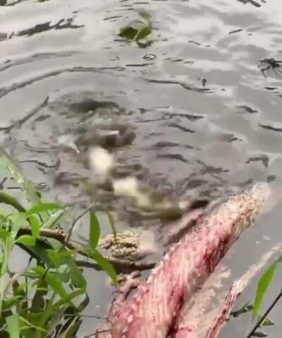 Baby gator testing out a deathroll