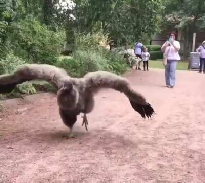 🔥 Young Condor