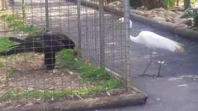 Eagle Dares Crane To Take Its Food.