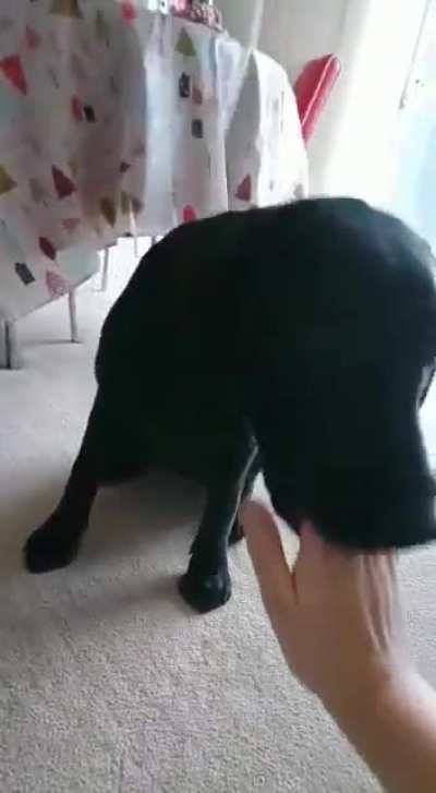 The best high five attempt