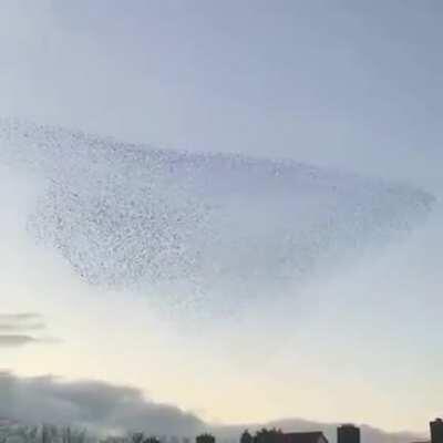 This murmuration of birds is like nature's fireworks display.