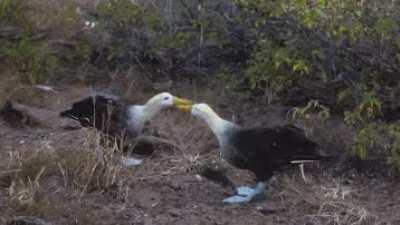 🔥 Waved albatrosses are the largest birds inhabiting the Galápagos Islands with a wingspan of up to two and a half meters. One of their most interesting behaviors is their courtship dance which includes bill circling, bill clacking, head nodding, a waddle