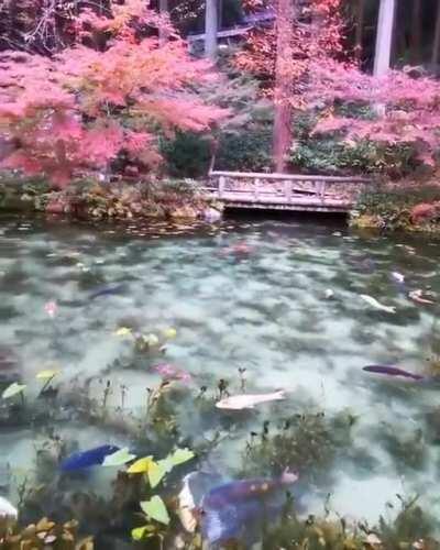 Nemichi shrine or Monet's pond, Seki,Japan. It really looks like a painting