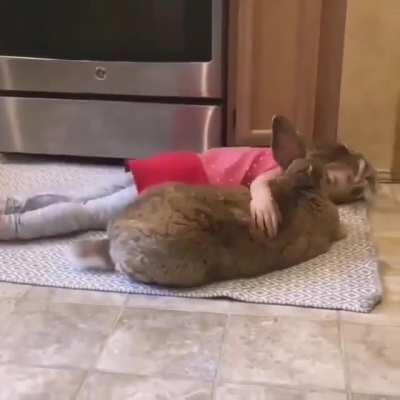 A little girl and her Flemish Giant rabbit