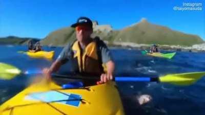 Seal uses an octopus to hit a kayaker