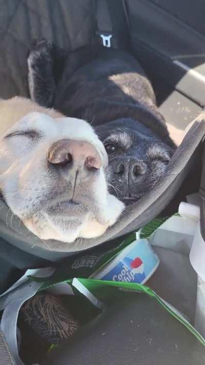 They always seem to end up like this on long car rides