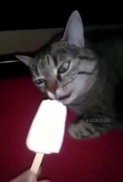 Cat go ĀÀĄÄÅÂÀÄĀ