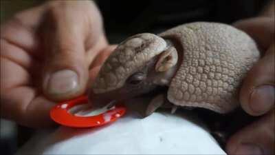 This baby armadillo