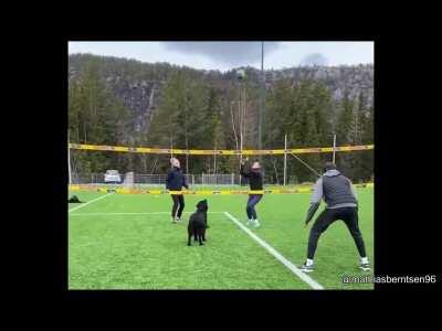 this dog plays volleyball with his owners!