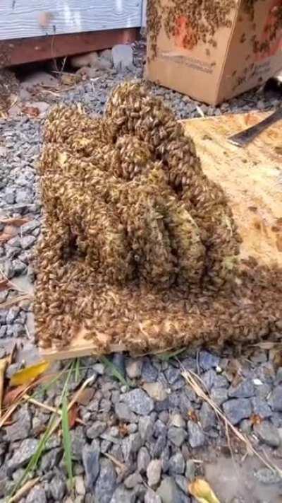 This family found they had a colony of 50,000 bees under their shed. Rather than exterminate them, they had beekeepers come in and relocate them