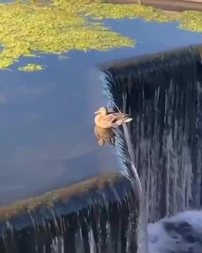 🔥 The edgiest duck there is.