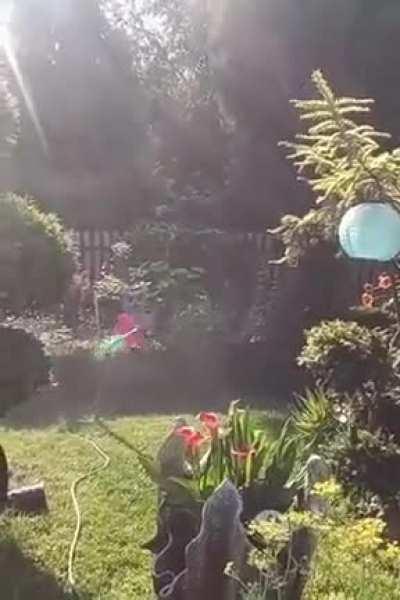 (Remix) Most Intense Garden Sprinkler