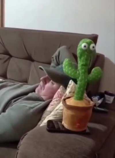 cactus dancing to snore