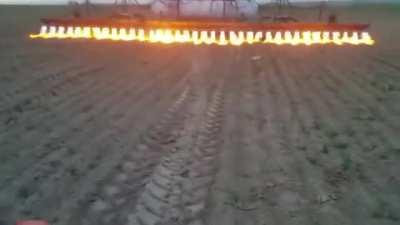 Weed control for organic corn through flame weeding.