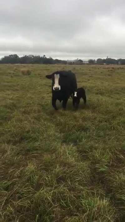 Cow brings baby over to show it off to owner