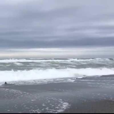 A rehabilitated blue penguin is released back into the wild