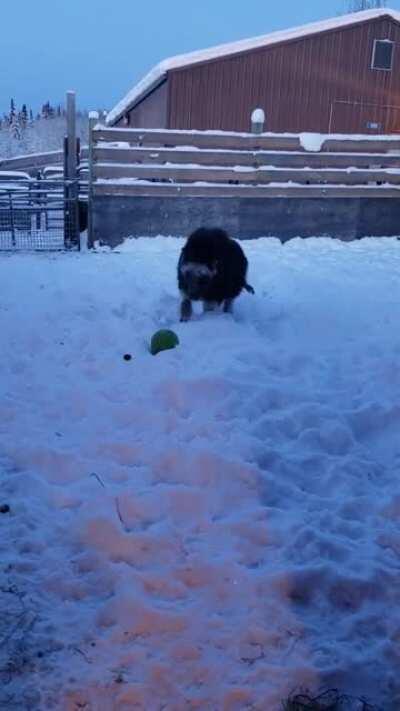 A baby muskox at the large animal research station in Alaska playing with a ball.