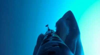 Shark attack POV