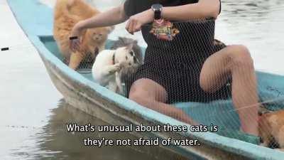 Thai farmer rescued 42 cats and he takes them fishing every day.