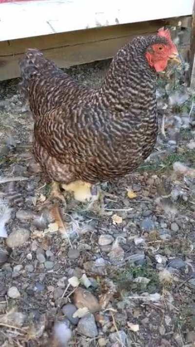 to hatch a chicken