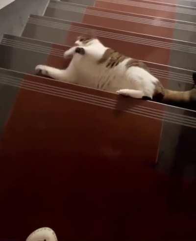 SiCk OwNeR kIcKs CaT dOwN sTaIrS 