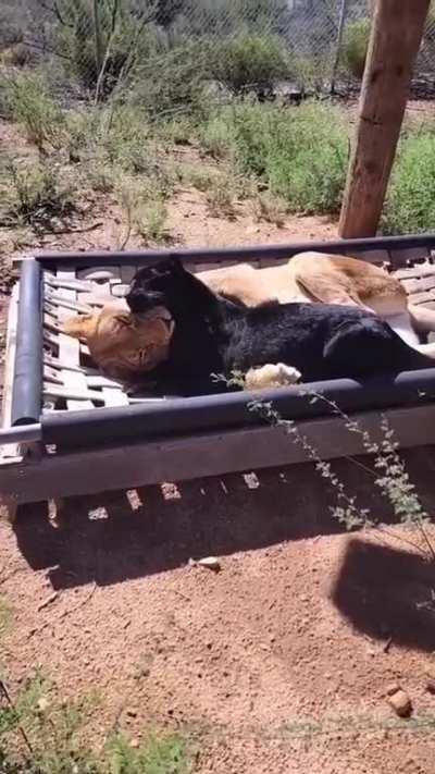 Lioness and black panther cuddling