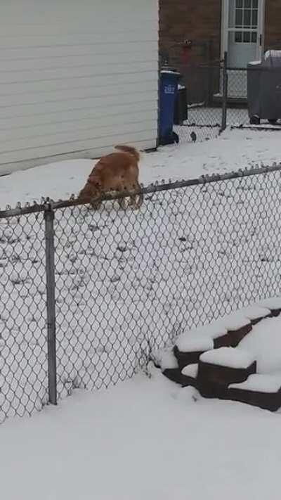 Zoomies with a stick (neighbor pupper)