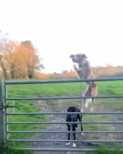 Dog uses his tail like a propeller