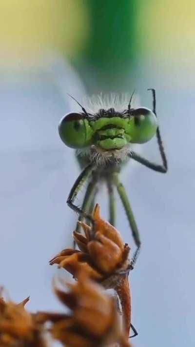 damselfly cleans up for its photoshoot