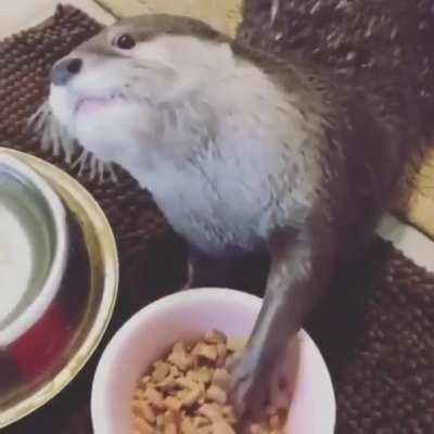 This ferret eating cereal