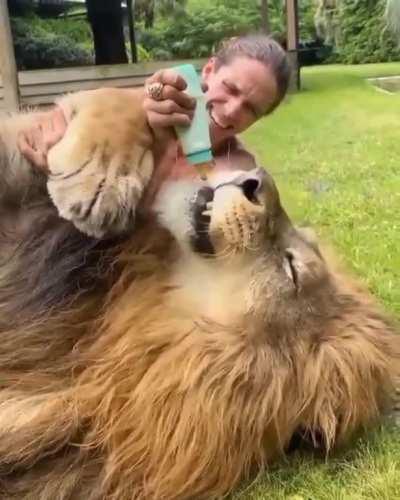 Huge lion loves bottle feeding