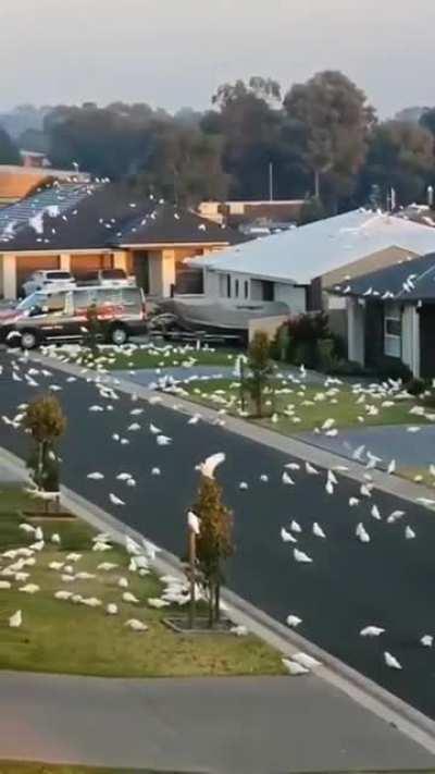 A neighborhood completely covered with birds.