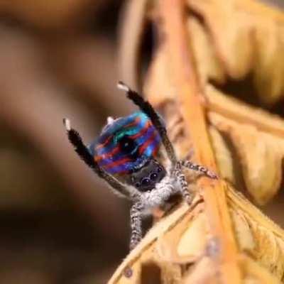 🔥Peacock Spider🔥