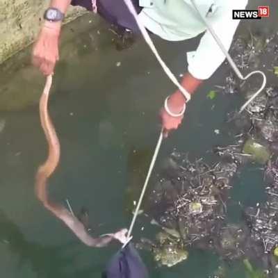 saving a cobra from drowning in a well