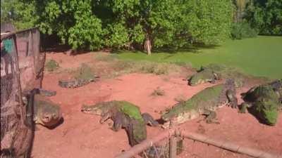 Crocodile bites foot off another crocodile.