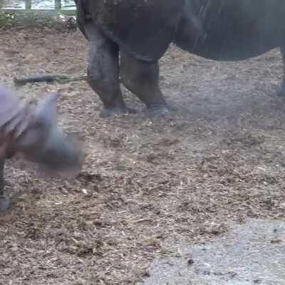 A cute rhino enjoying the rain