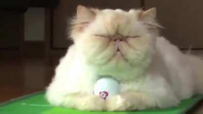 Patient cat golfing