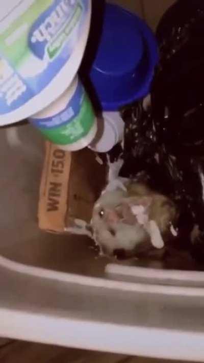 Feeding ranch to a critter in their garbage bin.