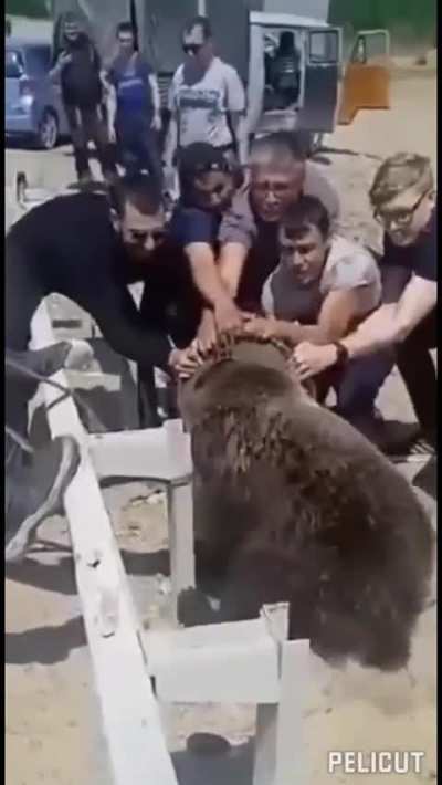 People put themselves in danger to save a bear